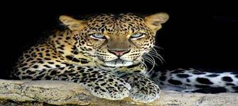 wild_life